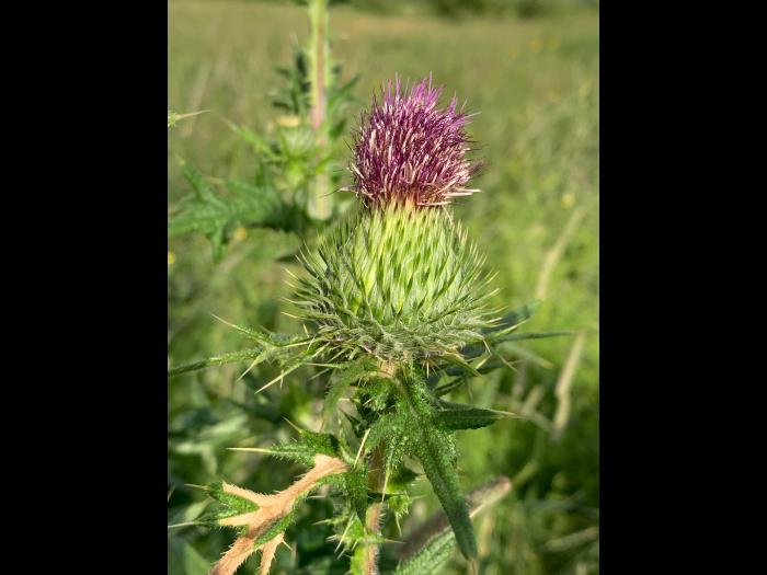 Chardon vulgaire(Cirsium vulgare)_17