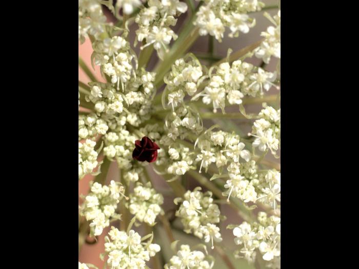 Carotte sauvage(Daucus carota)_5