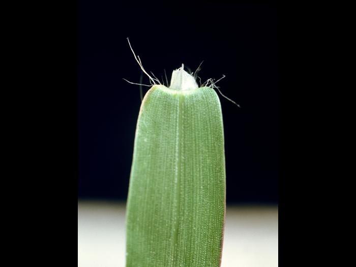Digitaire astringente(Digitaria ischaemum)_7