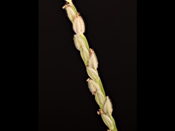 Digitaire astringente(Digitaria ischaemum)_28