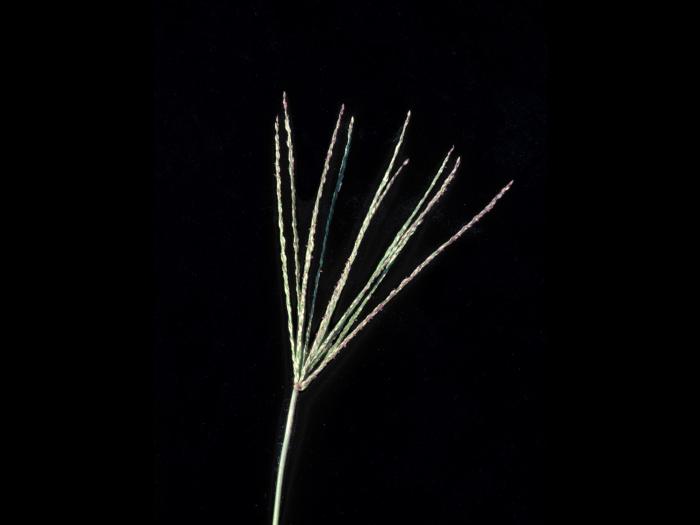 Digitaire sanguine(Digitaria sanguinalis)_11