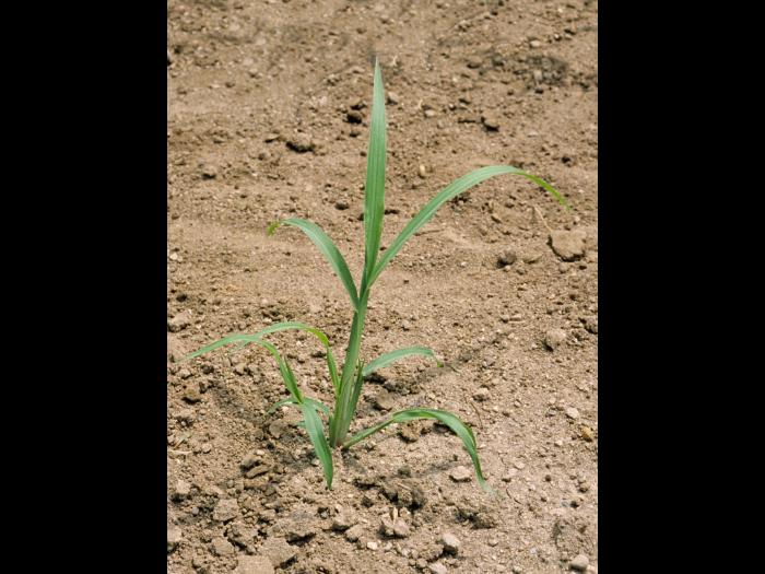 Pied-de-coq(Echinochloa crus-galli)_2