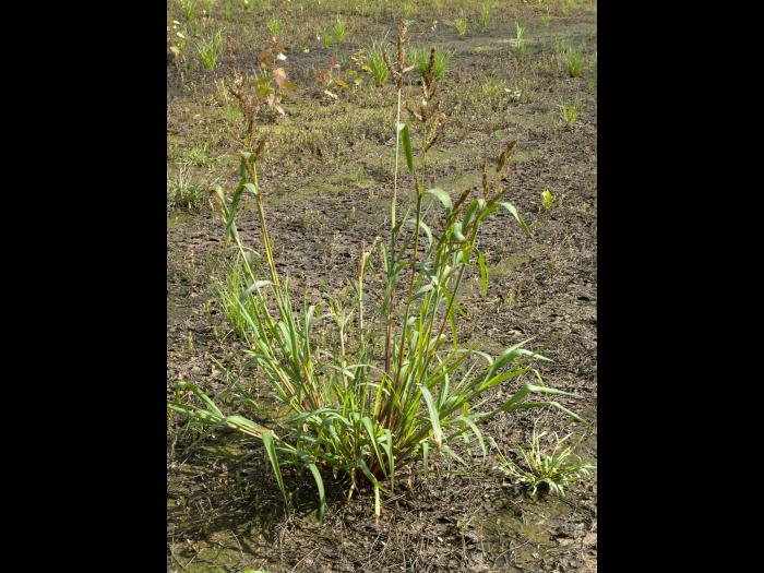 Pied-de-coq(Echinochloa crus-galli)_11