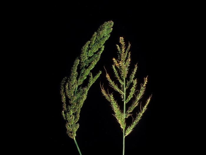 Pied-de-coq(Echinochloa crus-galli)_16