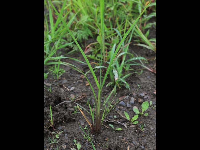 Pied-de-coq(Echinochloa crus-galli)_25
