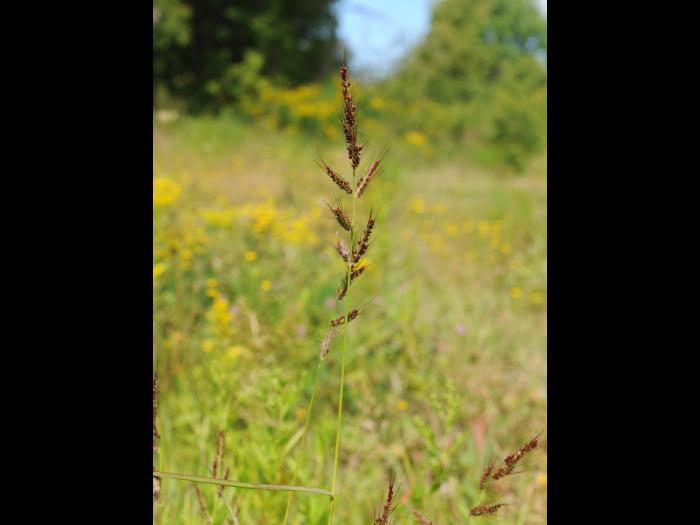 Pied-de-coq(Echinochloa crus-galli)_26