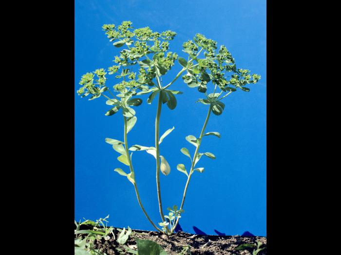 Euphorbe réveille-matin (Euphorbia helioscopia)_6