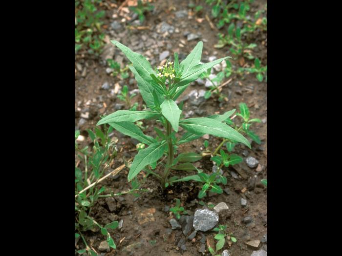 Vélar fausse-giroflée(Erysimum cheiranthoides)_10