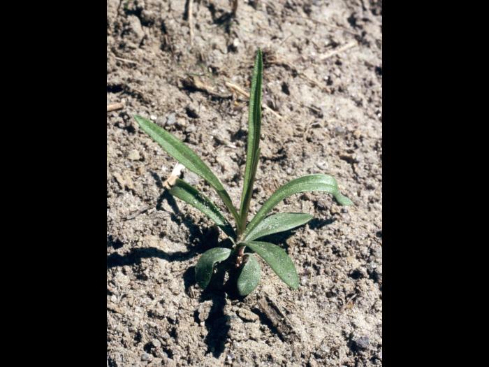 Verge d'or à feuilles de graminée(Euthamia graminifolia)_2