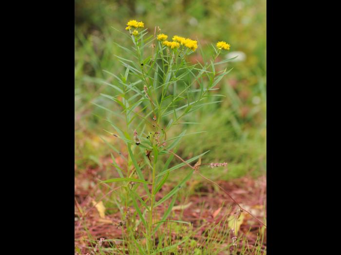 Verge d'or à feuilles de graminée(Euthamia graminifolia)_23