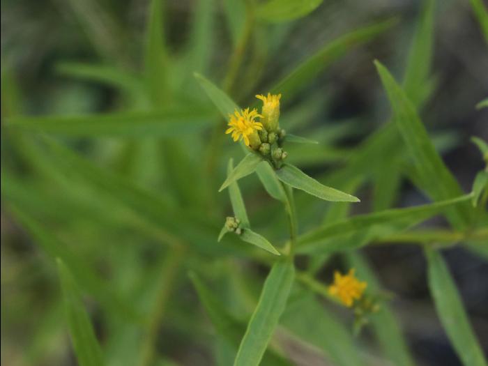 Verge d'or à feuilles de graminée(Euthamia graminifolia)_24