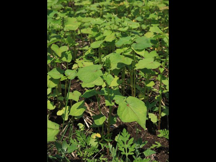 Sarrasin commun (Fagopyrum esculentum)_9