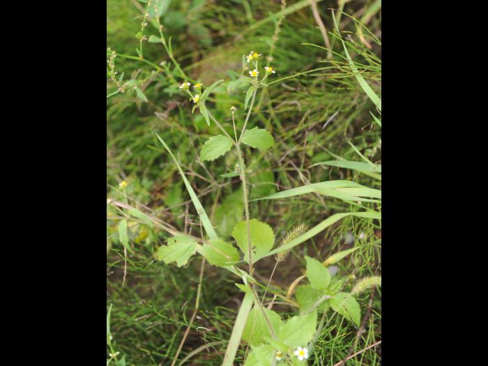 Galinsoga cilié (Galinsoga quadriradiata)_15