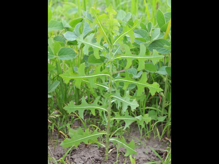 Laitue scariole (Lactuca serriola)_11