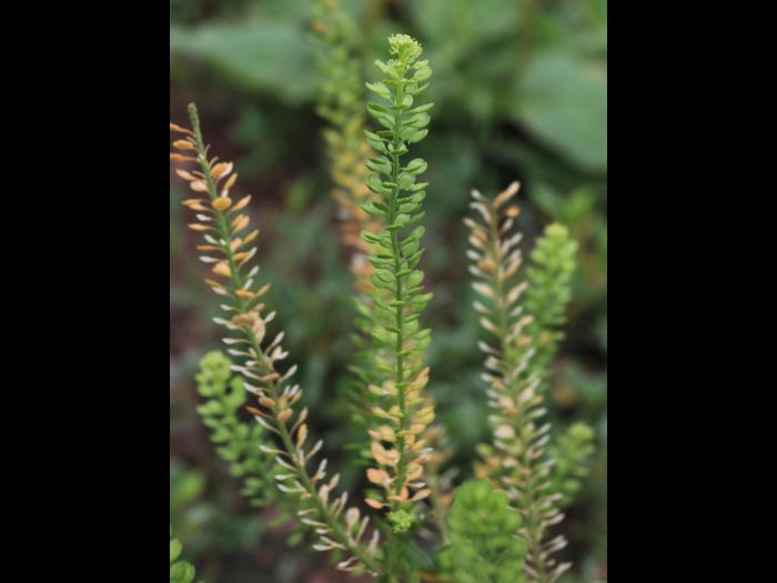 Lépidie densiflore (Lepidium densiflorum)_14
