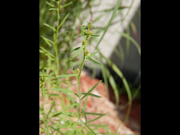 Linaire vulgaire (Linaria vulgaris)_7