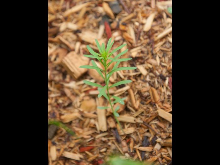 Linaire vulgaire (Linaria vulgaris)_10