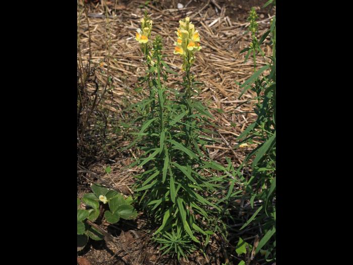 Linaire vulgaire (Linaria vulgaris)_15
