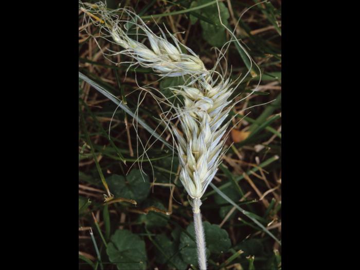 Triticale - dicamba (4)_1