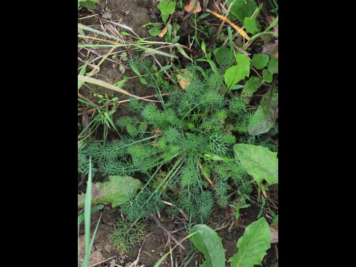 Matricaire inodore (Tripleurospermum inodorum)_11