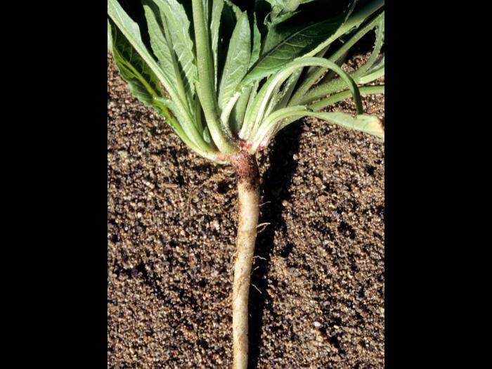 Onagre bisannuelle (Oenothera biennis)_4