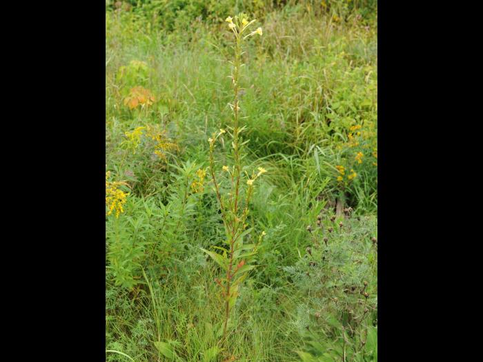 Onagre bisannuelle (Oenothera biennis)_17