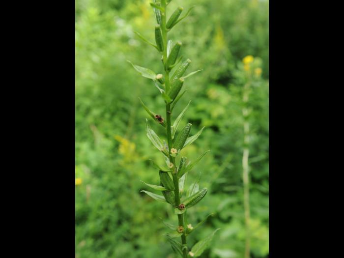 Onagre bisannuelle (Oenothera biennis)_19