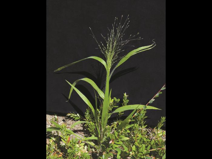 Panic capillaire (Panicum capillare)_10