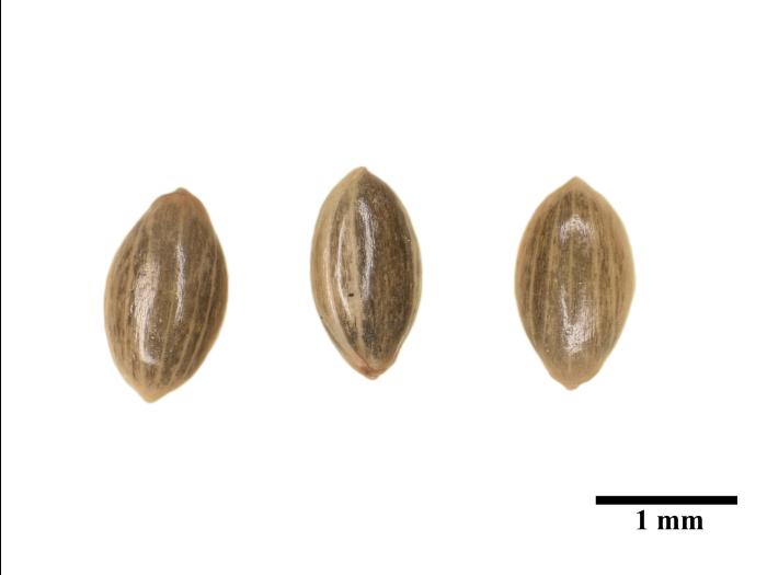 Panic capillaire (Panicum capillare)_12