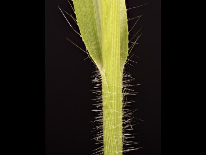 Panic capillaire (Panicum capillare)_15