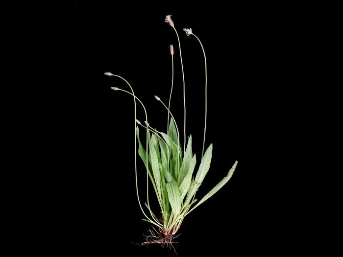 Plantain lancéolé (Plantago lanceolata)_3