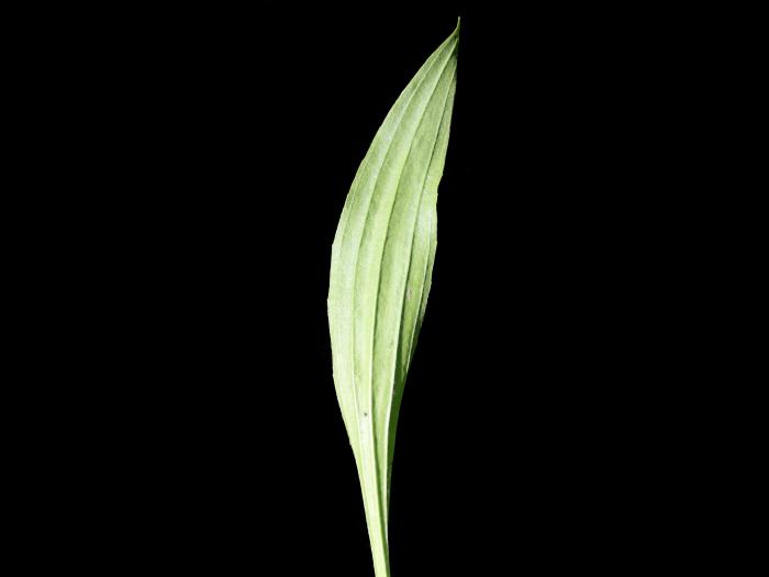 Plantain lancéolé (Plantago lanceolata)_5