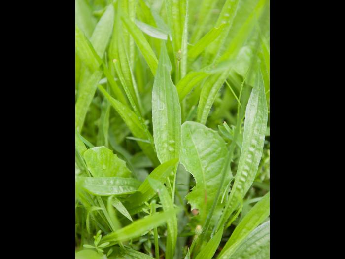 Plantain lancéolé (Plantago lanceolata)_12
