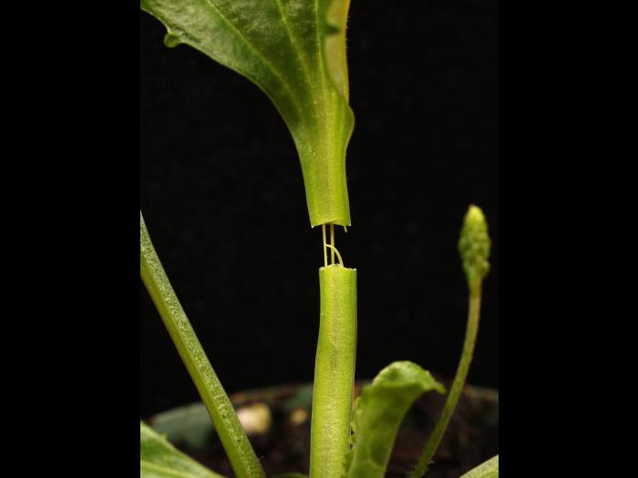 Plantain majeur (Plantago major)_19
