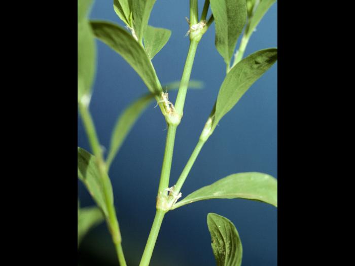 Renouée oiseaux (Polygonum aviculare)_3