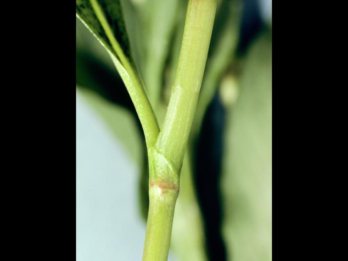 Renouée poivre eau (Persicaria hydropiper)_3