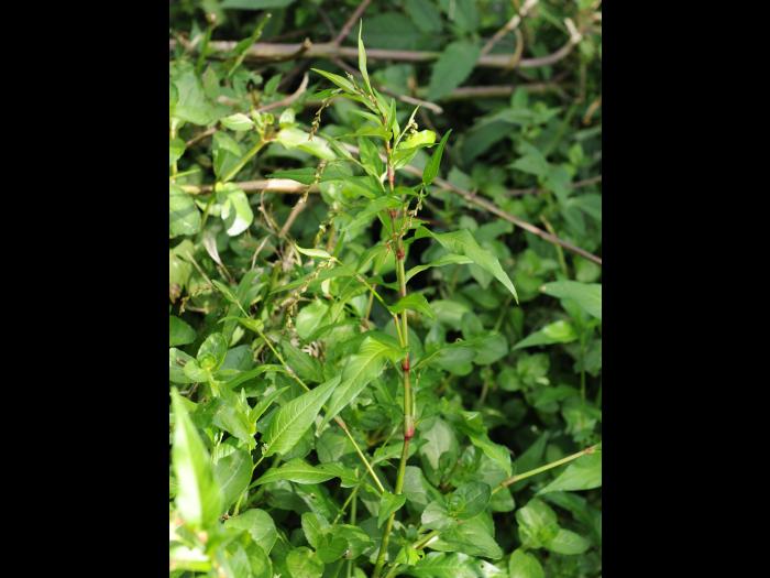Renouée poivre eau (Persicaria hydropiper)_19