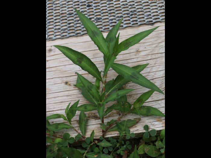 Renouée persicaire (Persicaria maculosa)_15