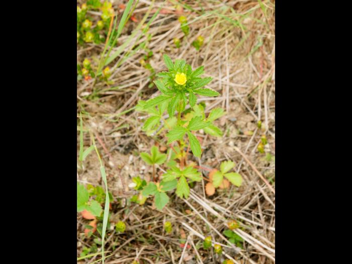Potentille Norvège (Potentilla norvegica)_6