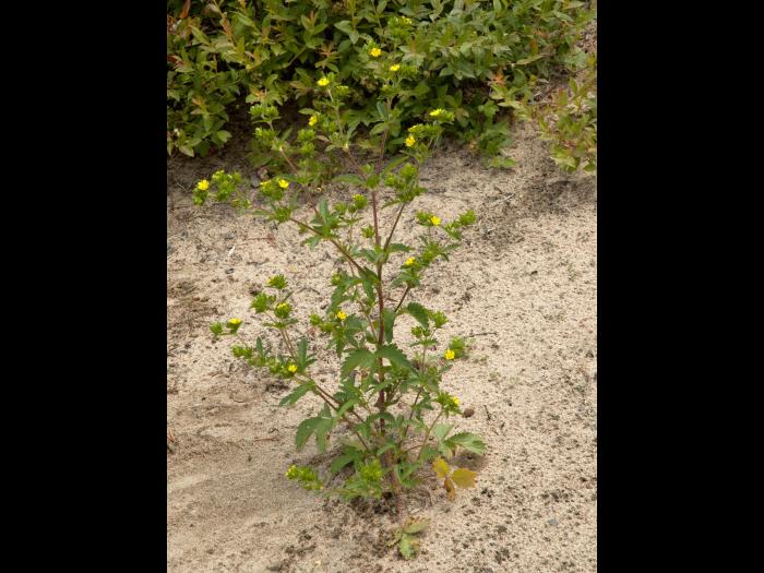 Potentille Norvège (Potentilla norvegica)_13