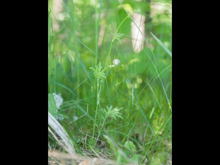 Renoncule âcre (Ranunculus acris)_5