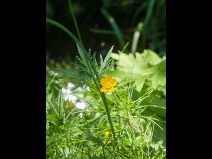 Renoncule âcre (Ranunculus acris)_6