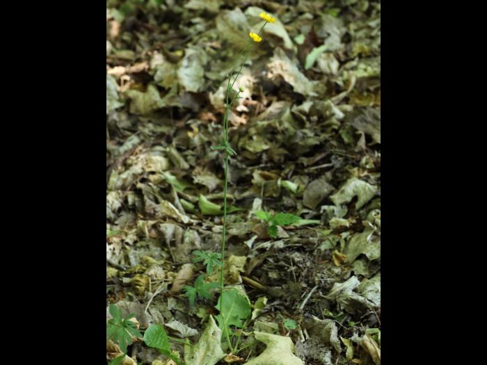 Renoncule âcre (Ranunculus acris)_12