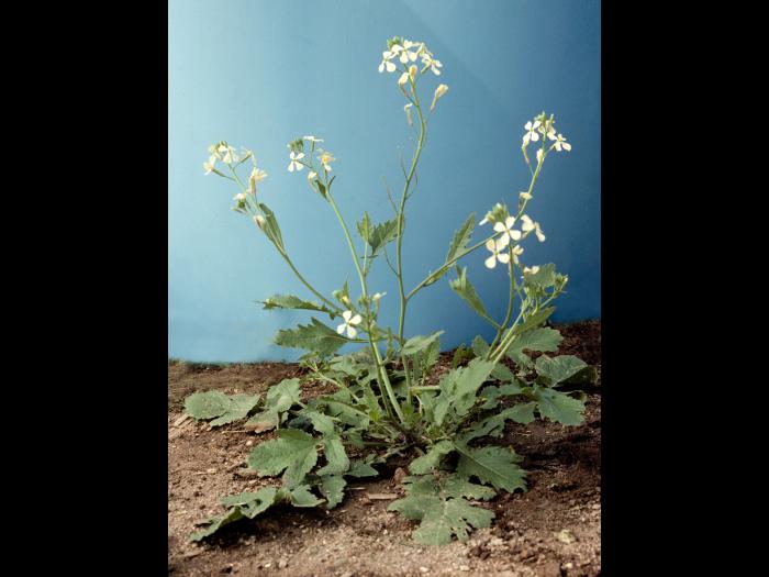 Radis sauvage (Raphanus raphanistrum)_8