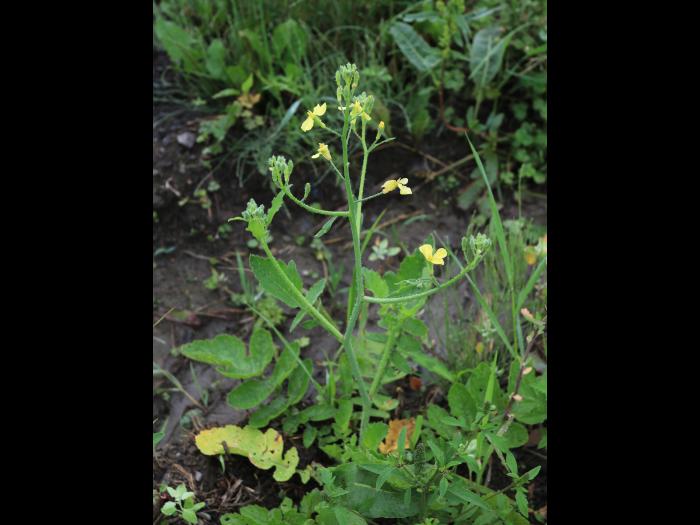 Radis sauvage (Raphanus raphanistrum)_16