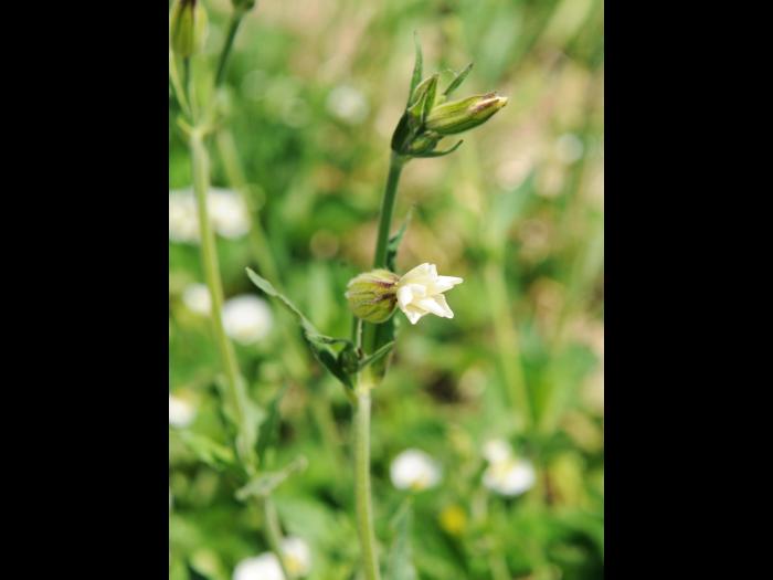Lychnide blanche (Silene latifolia)_12