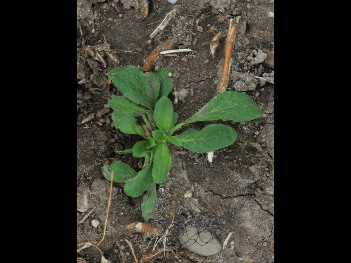 Lychnide blanche (Silene latifolia)_25