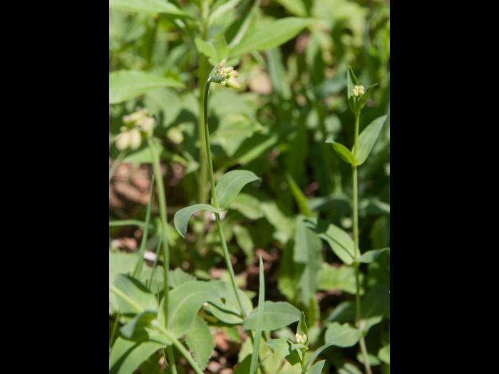 Silene enflé (Silene vulgaris)_11