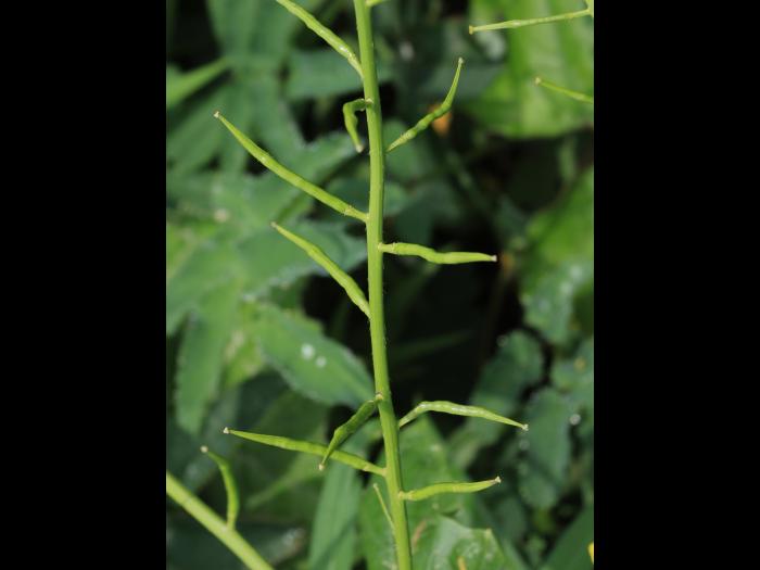 Moutarde champs (Sinapis arvensis)_17