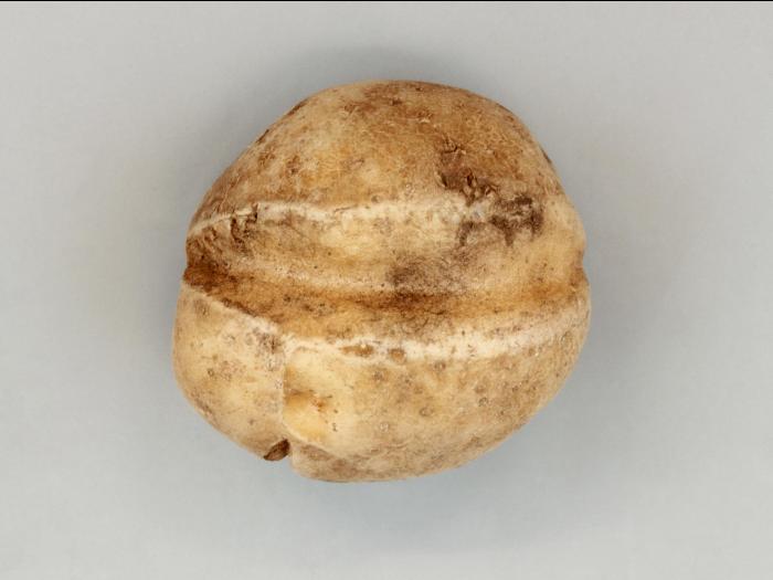 Pomme de terre - thifensulfuron-méthyle (2)_3